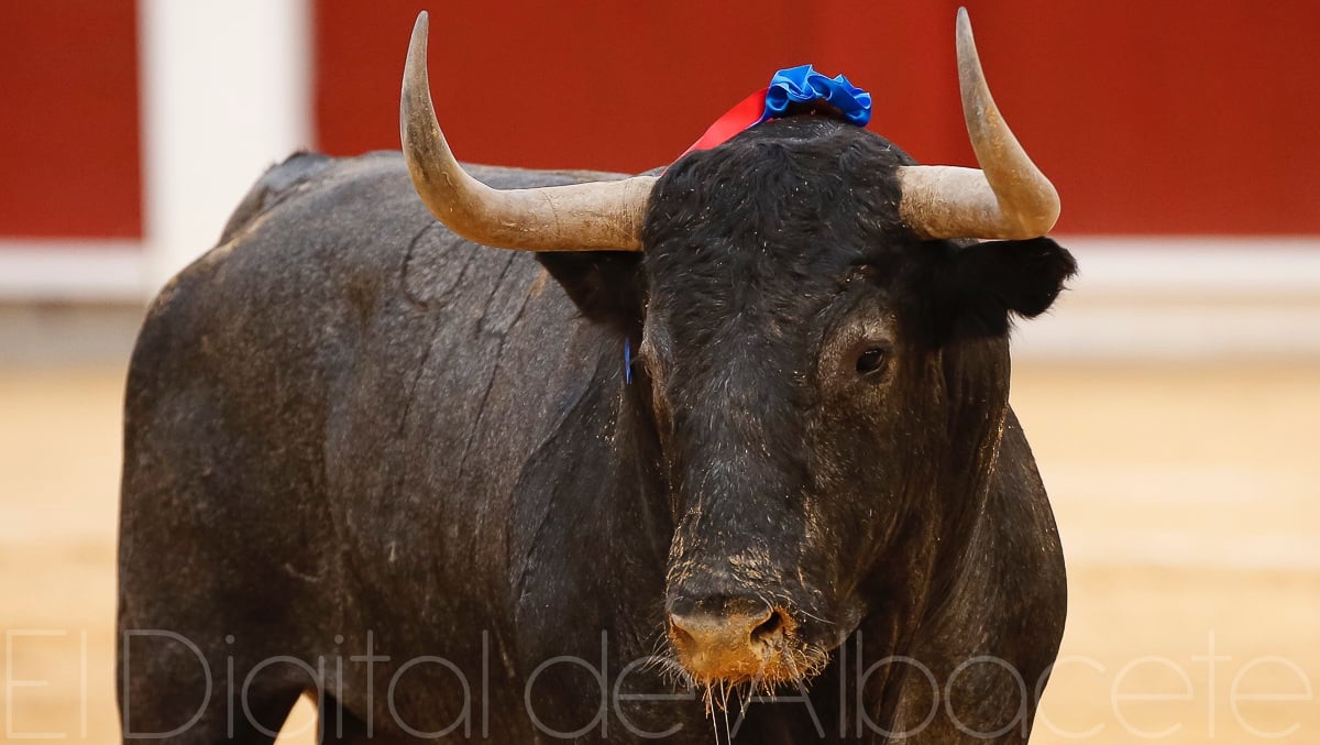 Toros en Albacete