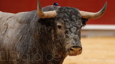 Toro durante un festejo en Castilla-La Mancha - Foto de archivo