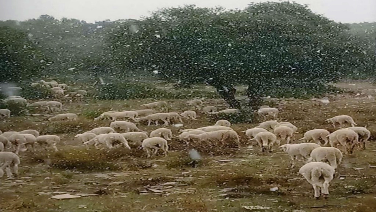 Primera nevada en Albacete