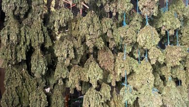 Marihuana intervenida