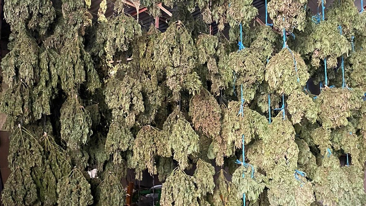 Marihuana intervenida