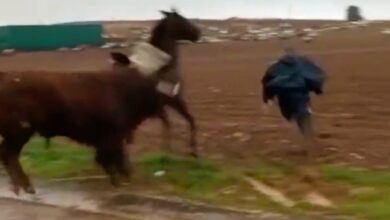 Denuncian maltrato animal en un encierro