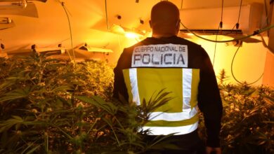 El matrimonio que hacía vivir a su pequeño hijo entre cientos de plantas de marihuana en Castilla-La Mancha