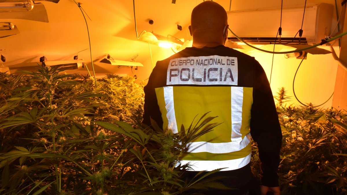 El matrimonio que hacía vivir a su pequeño hijo entre cientos de plantas de marihuana en Castilla-La Mancha