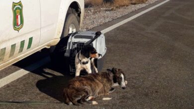 Perros abandonados en la A4 en Ciudad Real