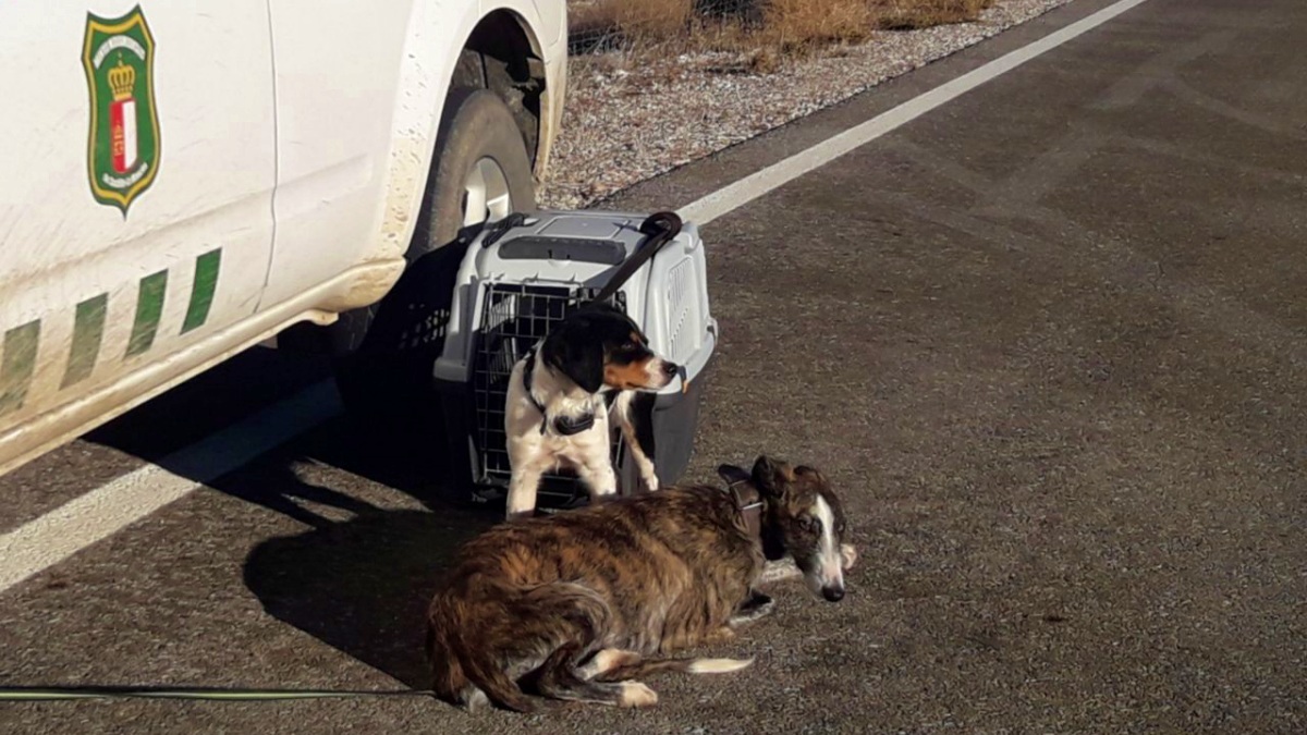 Perros abandonados en la A4 en Ciudad Real