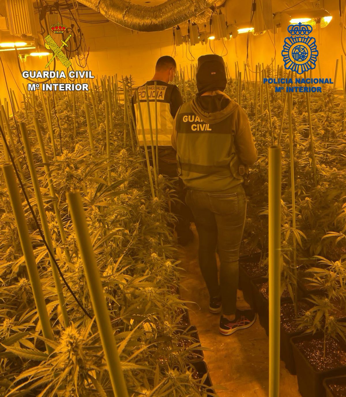 Desarticulada una peligrosa organización criminal dedicada al tráfico de drogas y blanqueo de capitales