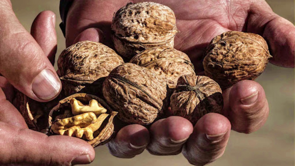 Nueces de Nerpio