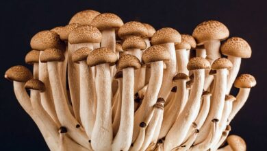 Foto de archivo - Pixabay