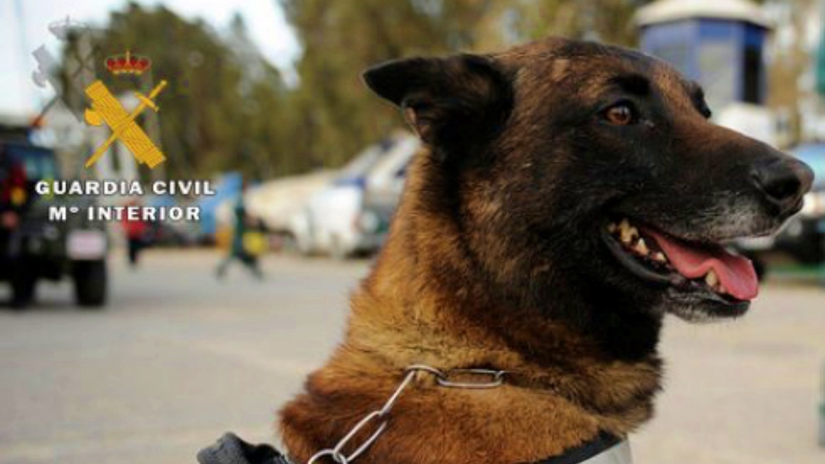 Perro del Servicio Cinológico de la Guarda Civil