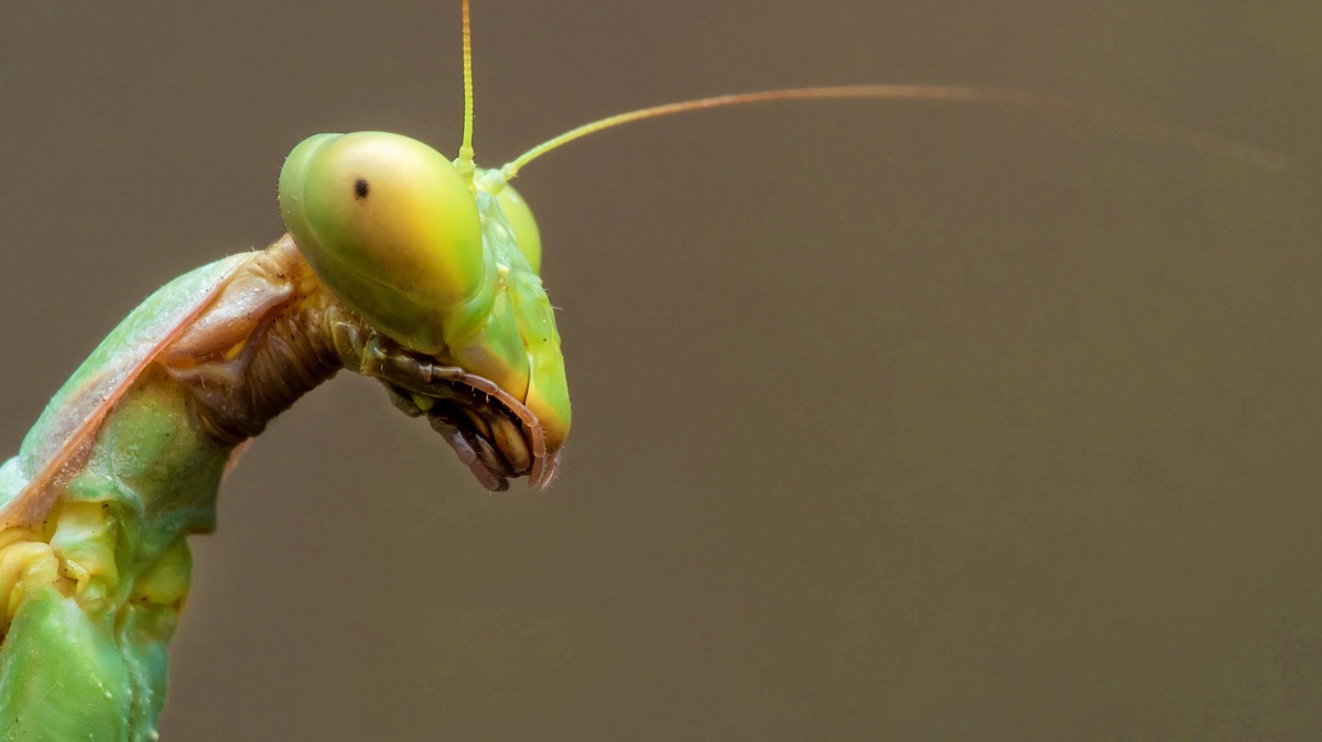Asalto.Fotografía de Antonio Muñoz Salto