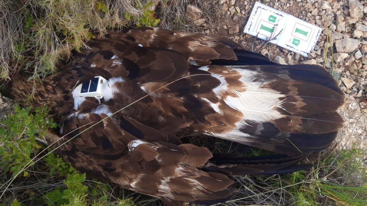 Águila muerta por envenenamiento