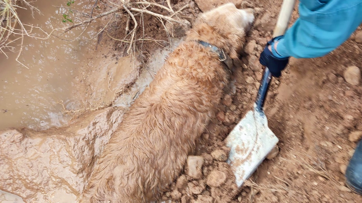 Perro rescatado por el SEPRONA en Guadalajara