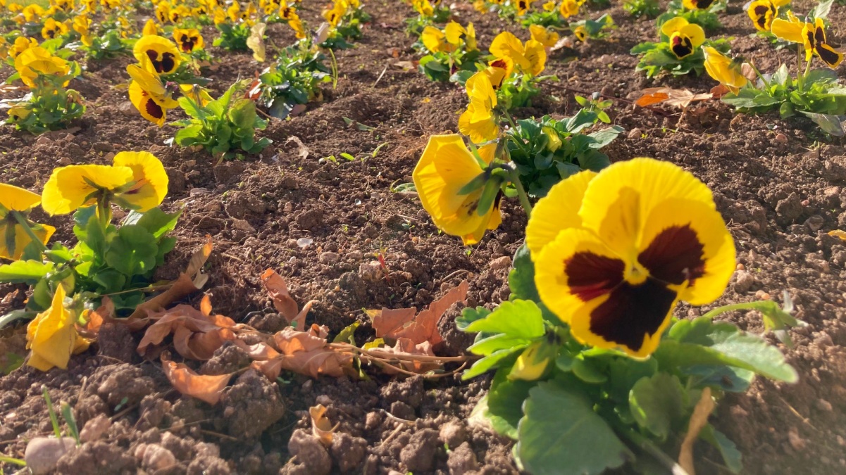 Miles de flores darán color a Albacete