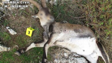 Animal abatido de manera ilegal en Albacete
