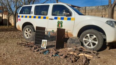 Investigado en Piedrabuena tras encontrar un milano real atrapado en un cepo