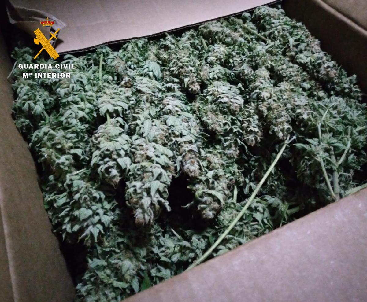 La Guardia Civil de Albacete detiene a dos personas en un dispositivo operativo e interviene más de 10 kilos de cogollos de marihuana