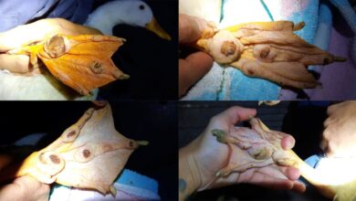 Lesiones en los patos que estaban en los parques de Albacete
