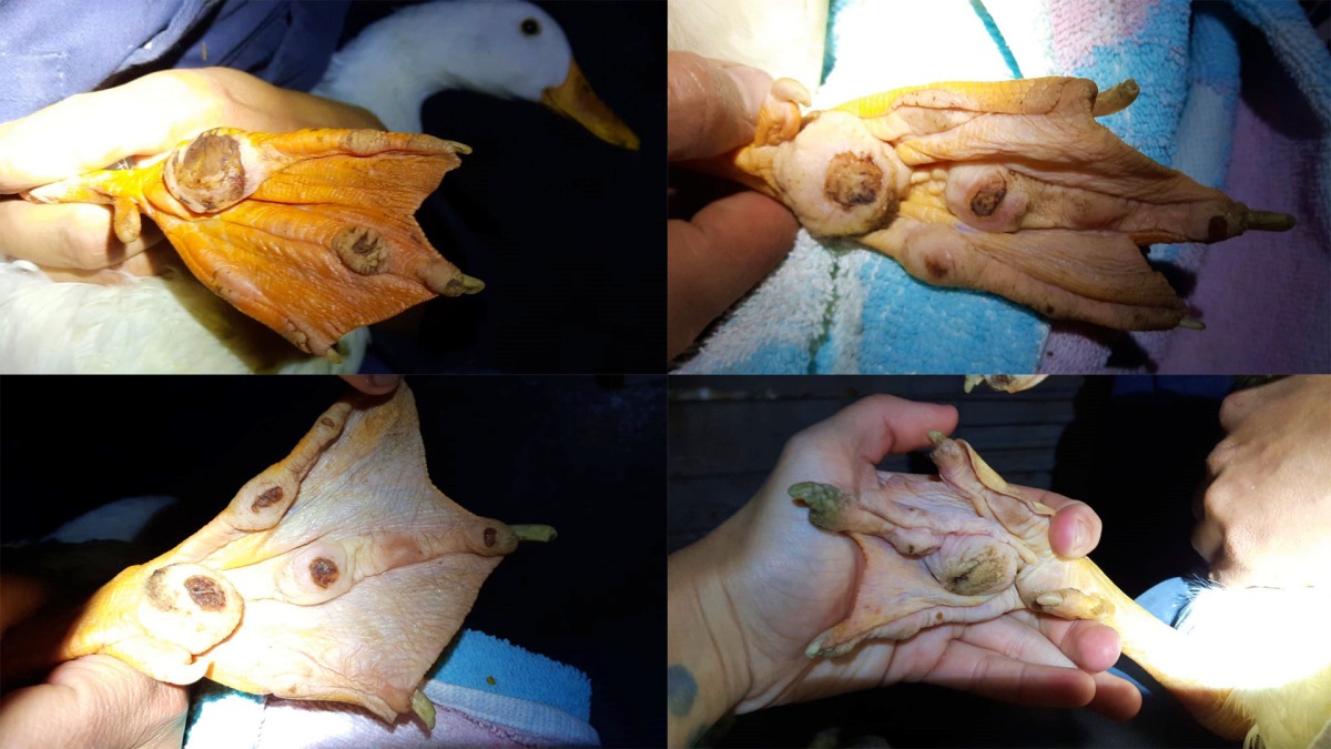 Lesiones en los patos que estaban en los parques de Albacete