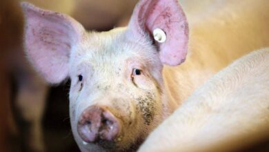Un cerdo en una granja porcina