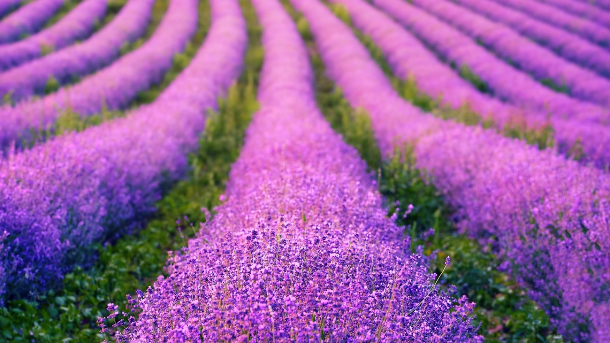 Cultivo de lavanda