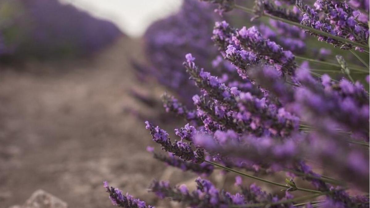 Lavanda / JCCM