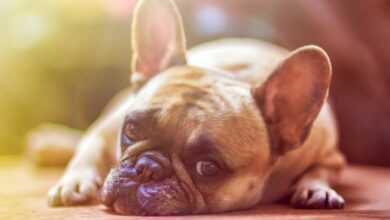 Un ejemplar de Bulldog francés