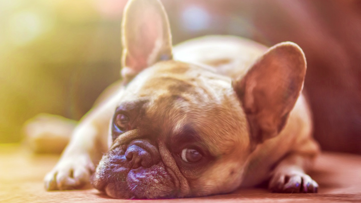 Un ejemplar de Bulldog francés