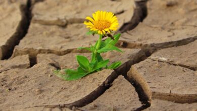 La Junta anima a los investigadores de Castilla-La Mancha a participar en proyectos europeos sobre agricultura y cambio climático