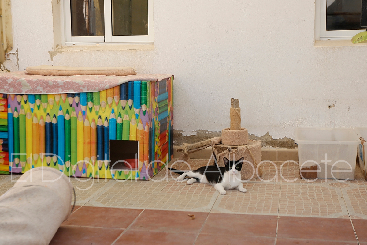 Foto archivo gato Arca Noé Albacete