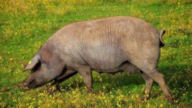 Ejemplar de cerdo ibérico