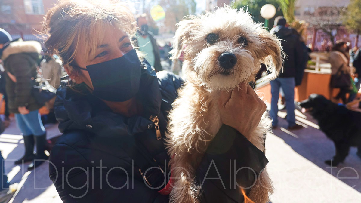 Una mascota y su dueña festejan San Antón en Albacete