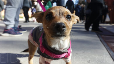 Un perro en San Antón este lunes en Albacete