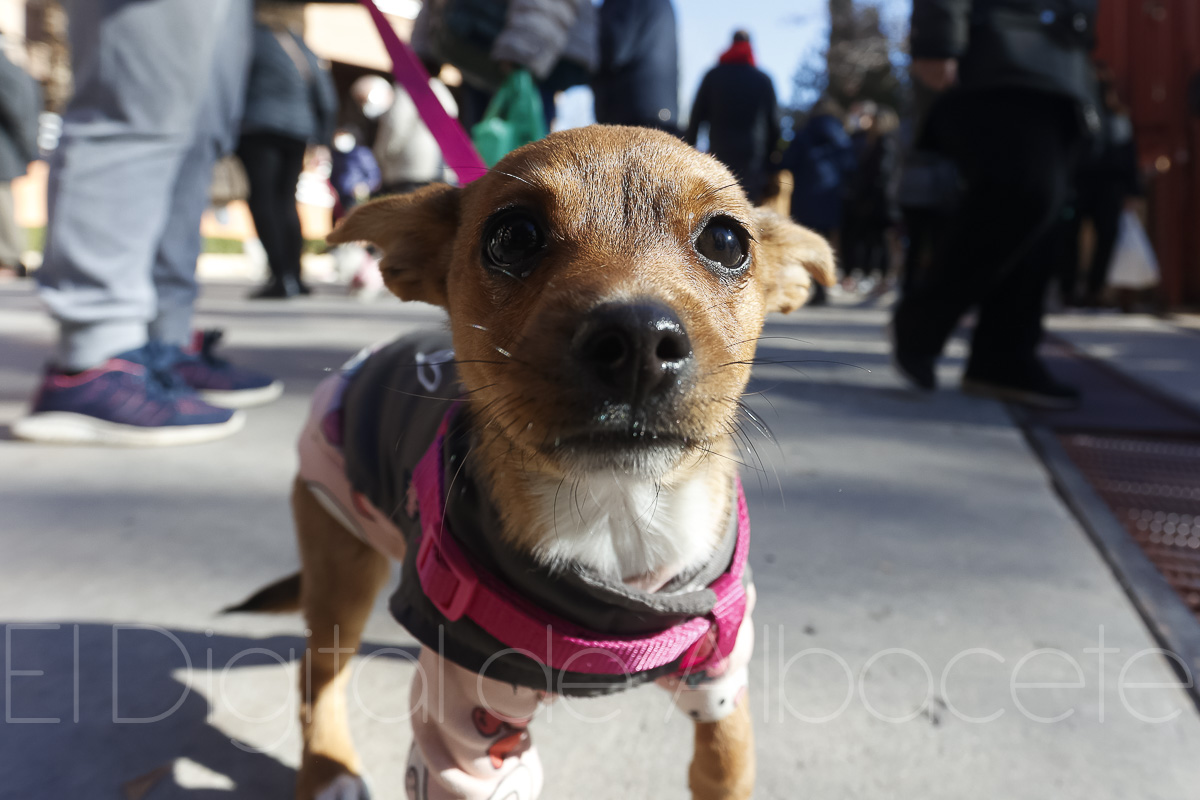 Un perro en San Antón este lunes en Albacete