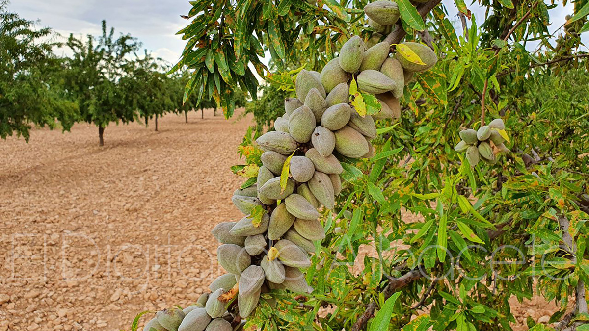 Una finca de almendros en Albacete