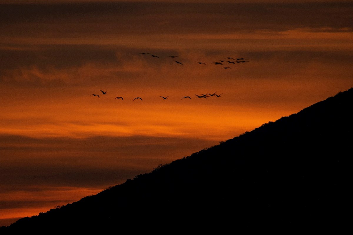 Varias grullas sobrevuelan el Parque Nacional de Cabañeros en Ciudad Real. La provincia de Ciudad Real ha acogido este año 9.234 grullas comunes invernantes, según los datos recogidos en el último censo realizado para conocer el estado poblacional de esta especie a finales de diciembre de 2021. EFE/Jesús Monroy