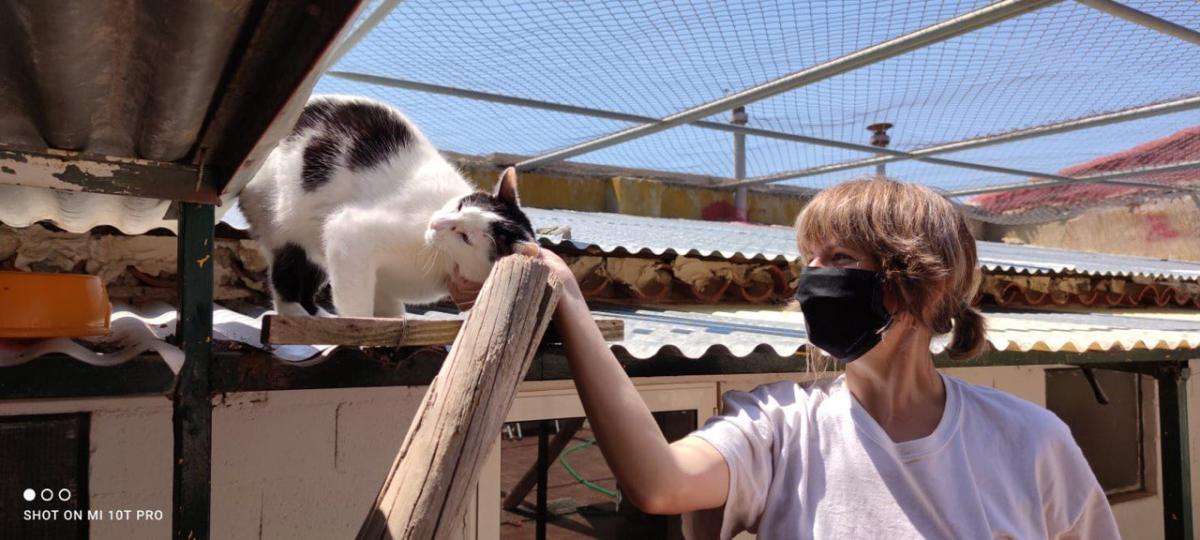 Gatos Arca de Noé de Albacete