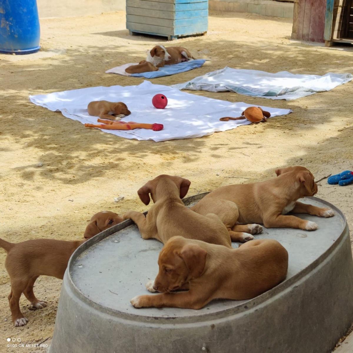 Perros del albergue Arca de Noé de Albacete