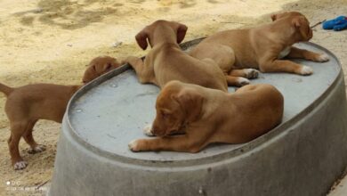 Foto perros albergue Arca de Noé