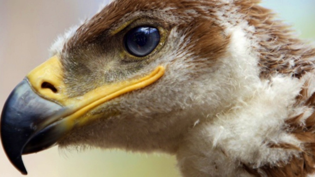 Un ejemplar de águila - FOTO: EFE