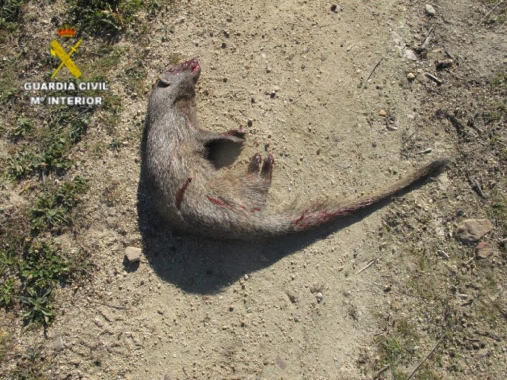 El ejemplar de meloncillo muerto. Foto: Guardia Civil