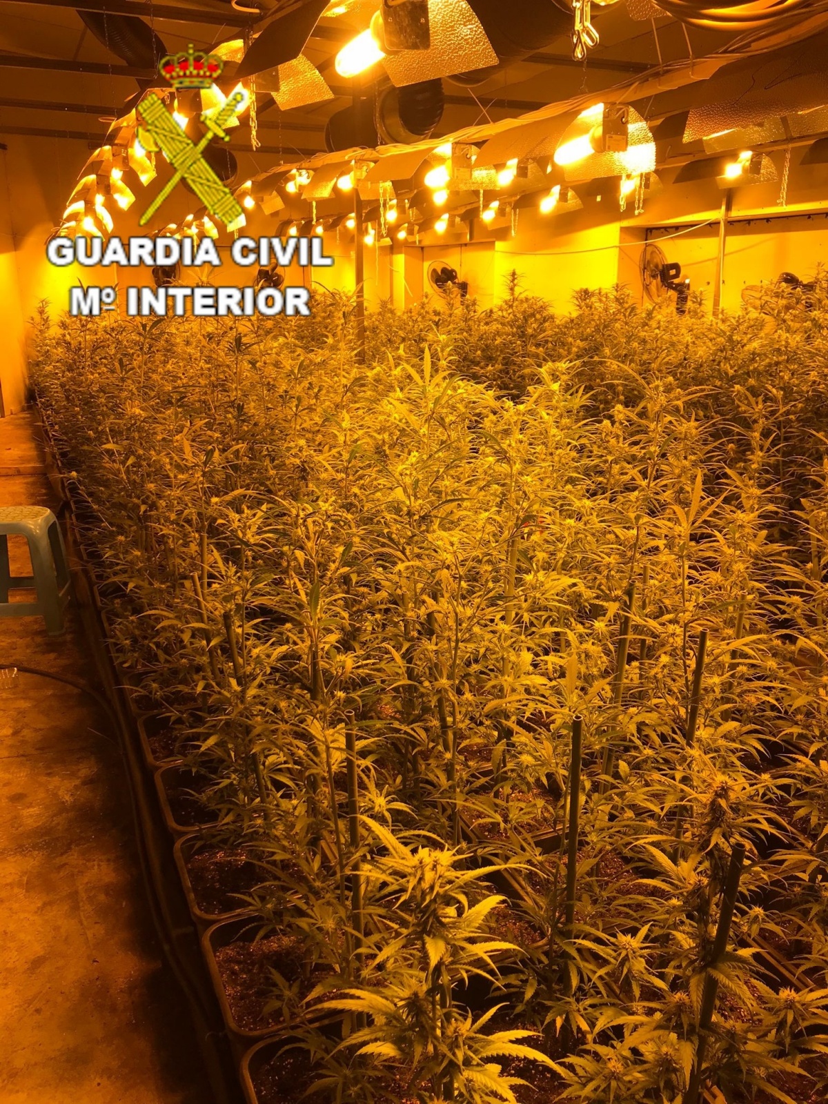 Plantación marihuana Castilla-La Mancha / Imagen: Guardia Civil