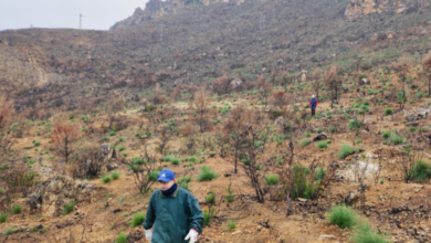 Restauración forestal en el área del Talave en Albacete / Imagen: Asociación de Amigos del Jardín Botánico