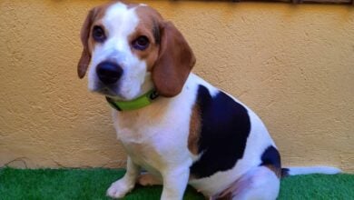 'Kira', perrita perdida este jueves en Albacete