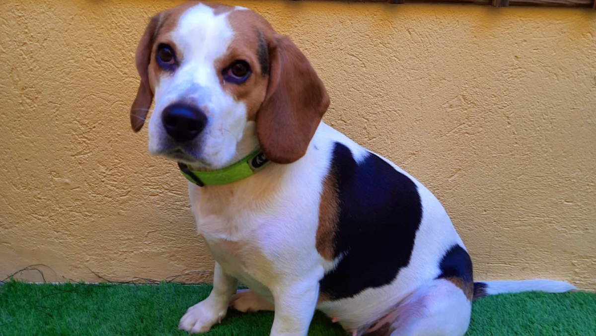 'Kira', perrita perdida este jueves en Albacete