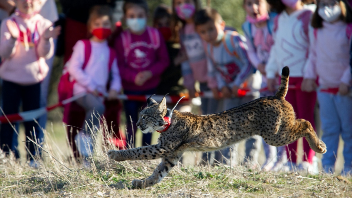 Uno de los tres nuevos ejemplares de lince ibérico procedentes de centros de cría en cautividad en Castilla-La Mancha / Imagen: EFE