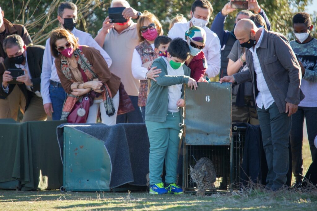 Uno de los tres nuevos ejemplares de lince ibérico procedentes de centros de cría en cautividad en la zona de cría en Castilla-La Mancha / Imagen: EFE