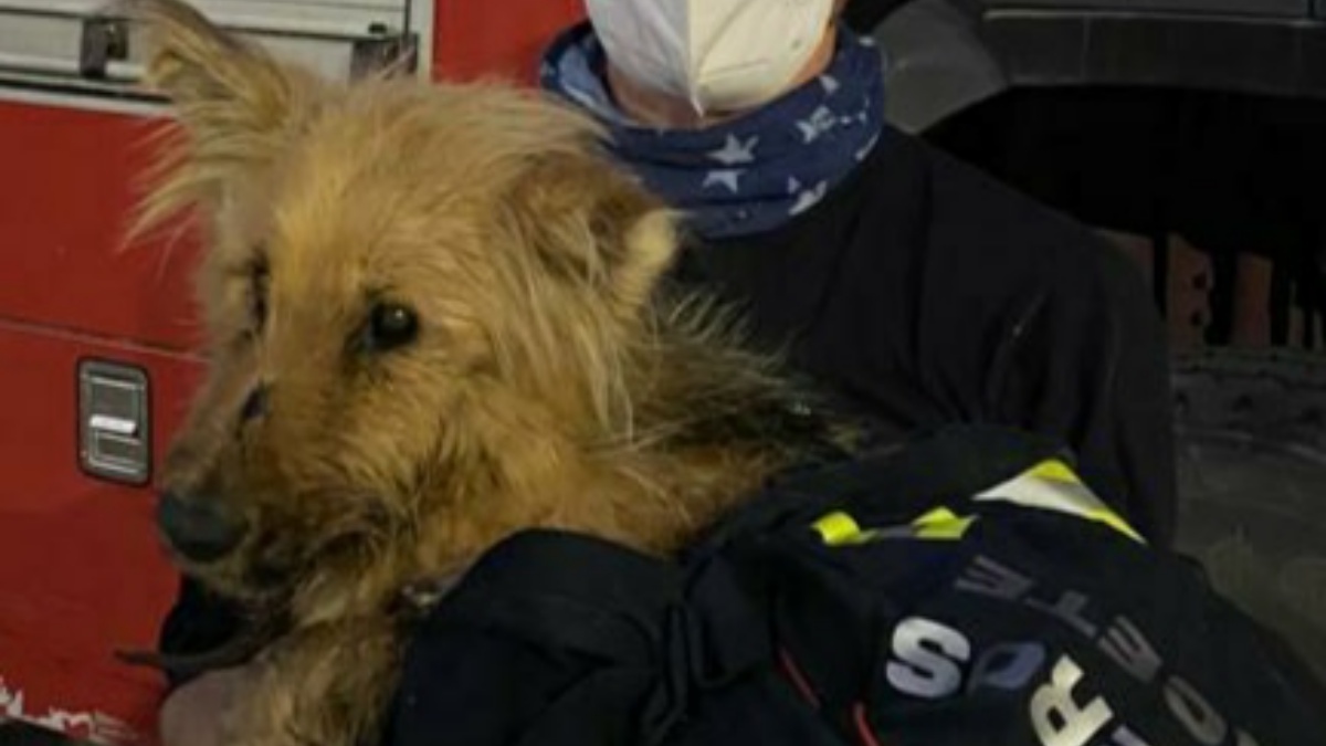 Los Bomberos de Albacete rescatan a un perro del interior de una balsa de riego / Imagen: Bomberos de Albacete