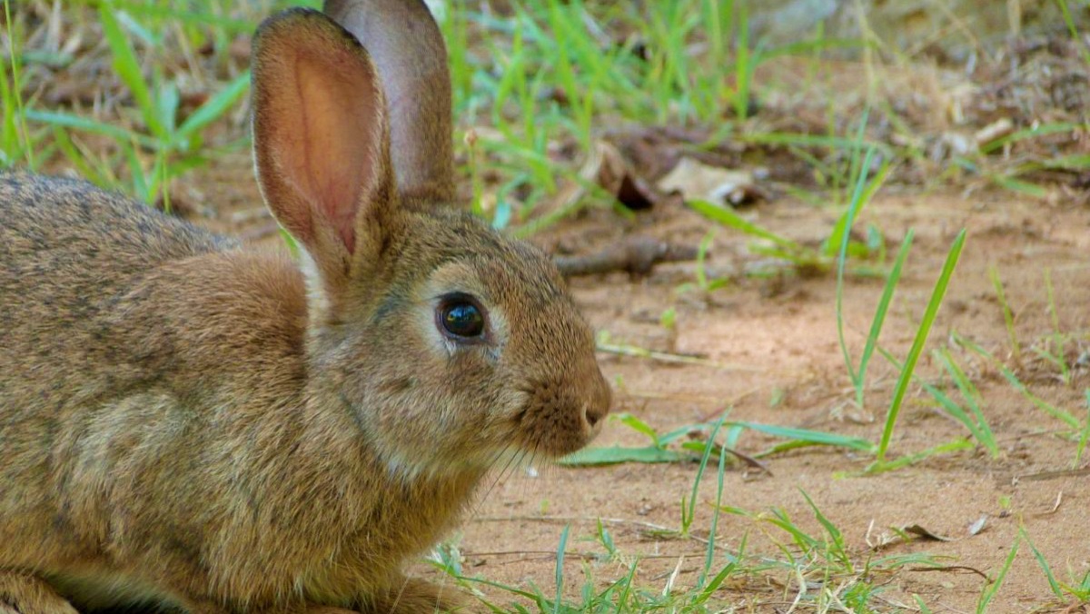 Un conejo de campo en Castilla-La Mancha