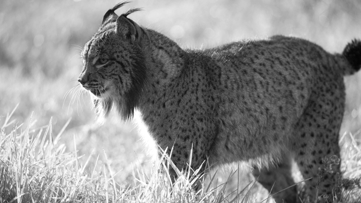 Fallece un lince en Albacete